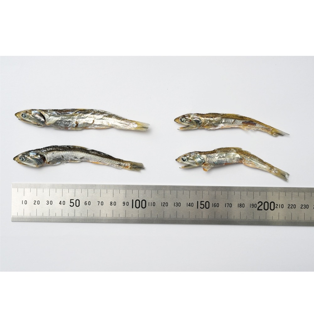 【愛媛産】　片口煮干し　媛いりこ　7kg　（N11）