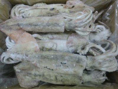 魚類-スルメイカ｜仕入れなら業務用食材卸売市場Mマート