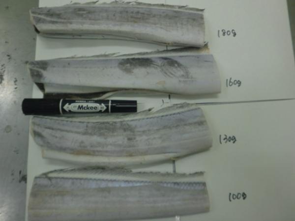 タチウオ（ドレス）ハーフ　