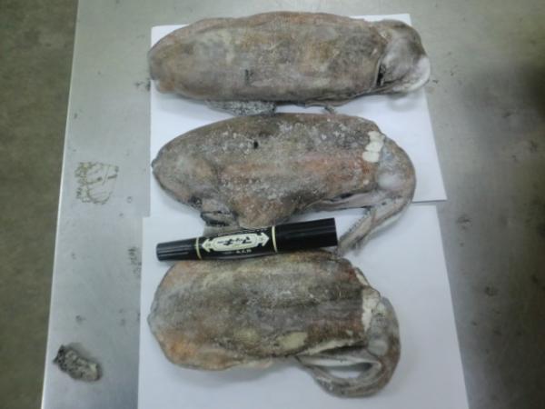 アオリイカラウンド(約100~600g/尾）