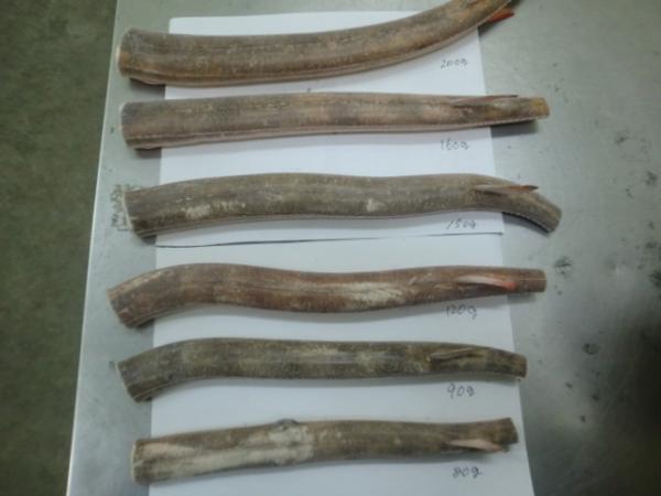 ヤガラ（筒切）