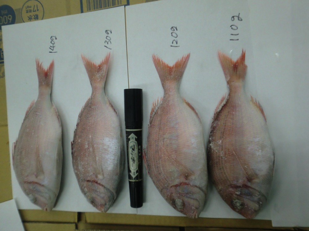 小鯛　約100~150g／尾