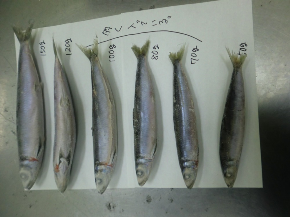 ウルメイワシ　ラウンド