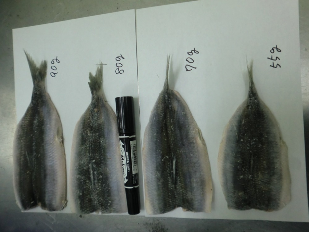 ウルメイワシ開き大（約50ｇUP/枚）