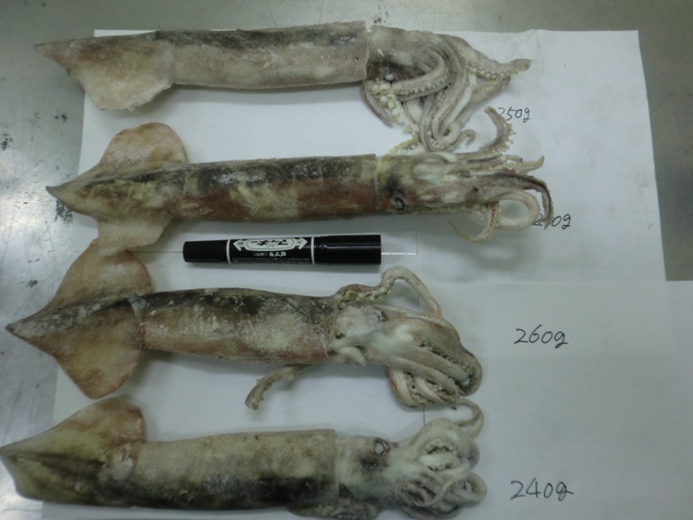 スルメイカラウンド大(約250ｇ以上）