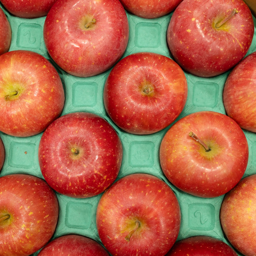 青森県産　りんご　サンふじ　40玉　10kg