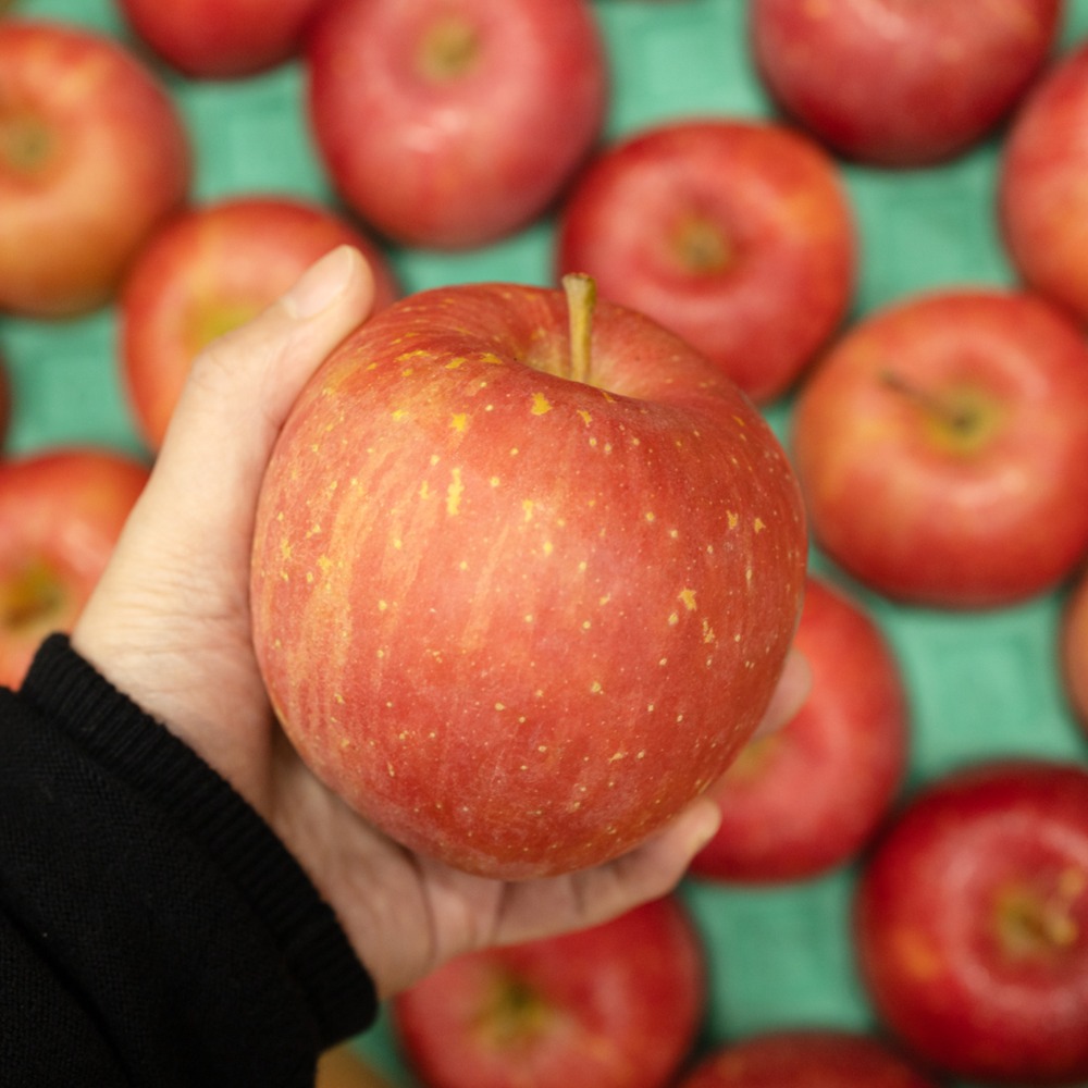 青森県産　りんご　サンふじ　40玉　10kg