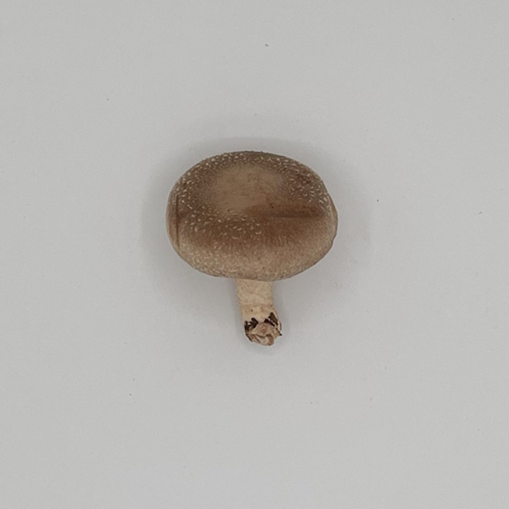 有機オーガニック　生しいたけバラ（菌床）3kg(椎茸)　