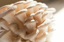 �X�܎ʐ^�E���S