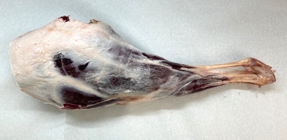 【冷蔵】エゾシカ　後足　