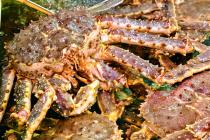 �X�܎ʐ^�E���S