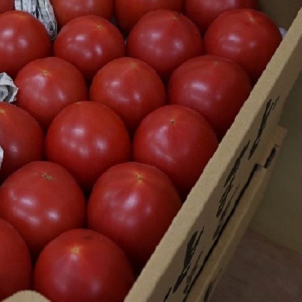 野菜果物王国カリスの森【九州産】青果トマト　4kg