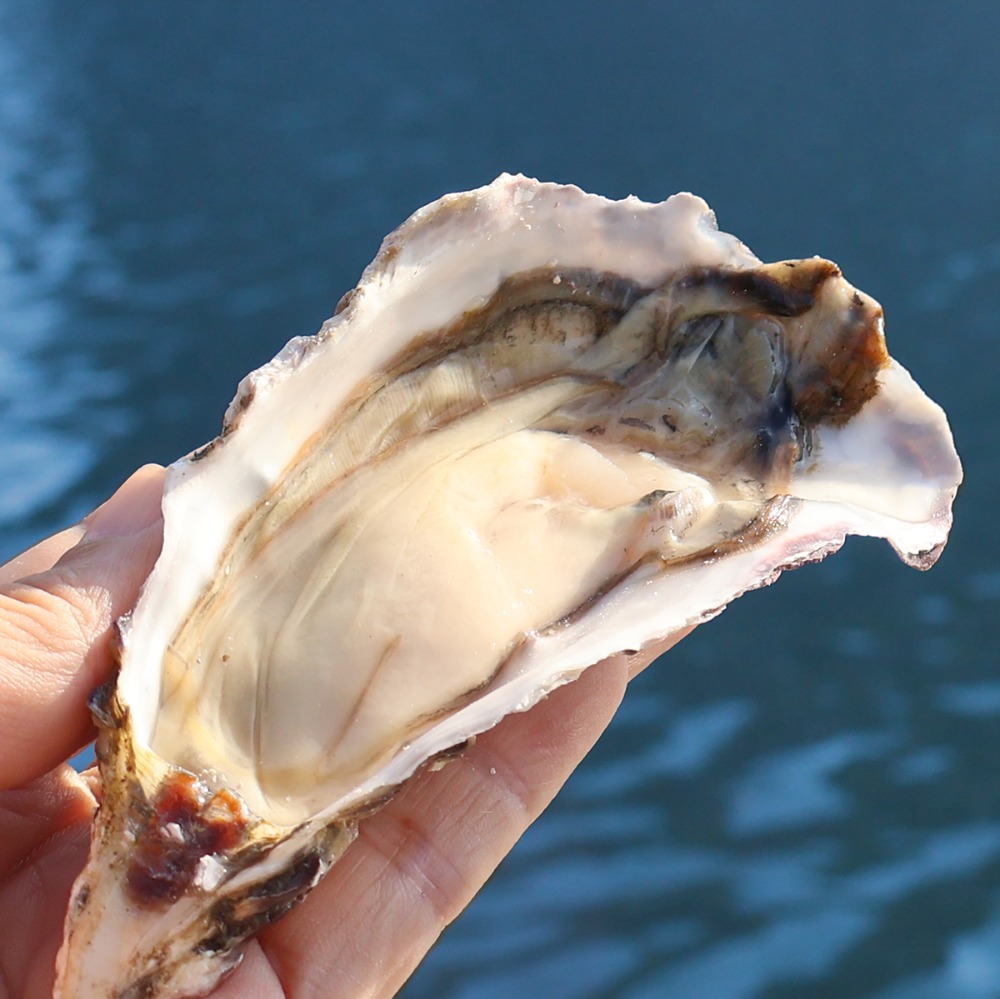 �y�����ʁz�Ⓚ�@���y�n�[�t�V�F���@2L�@��96���@7.5kg�@���M�p