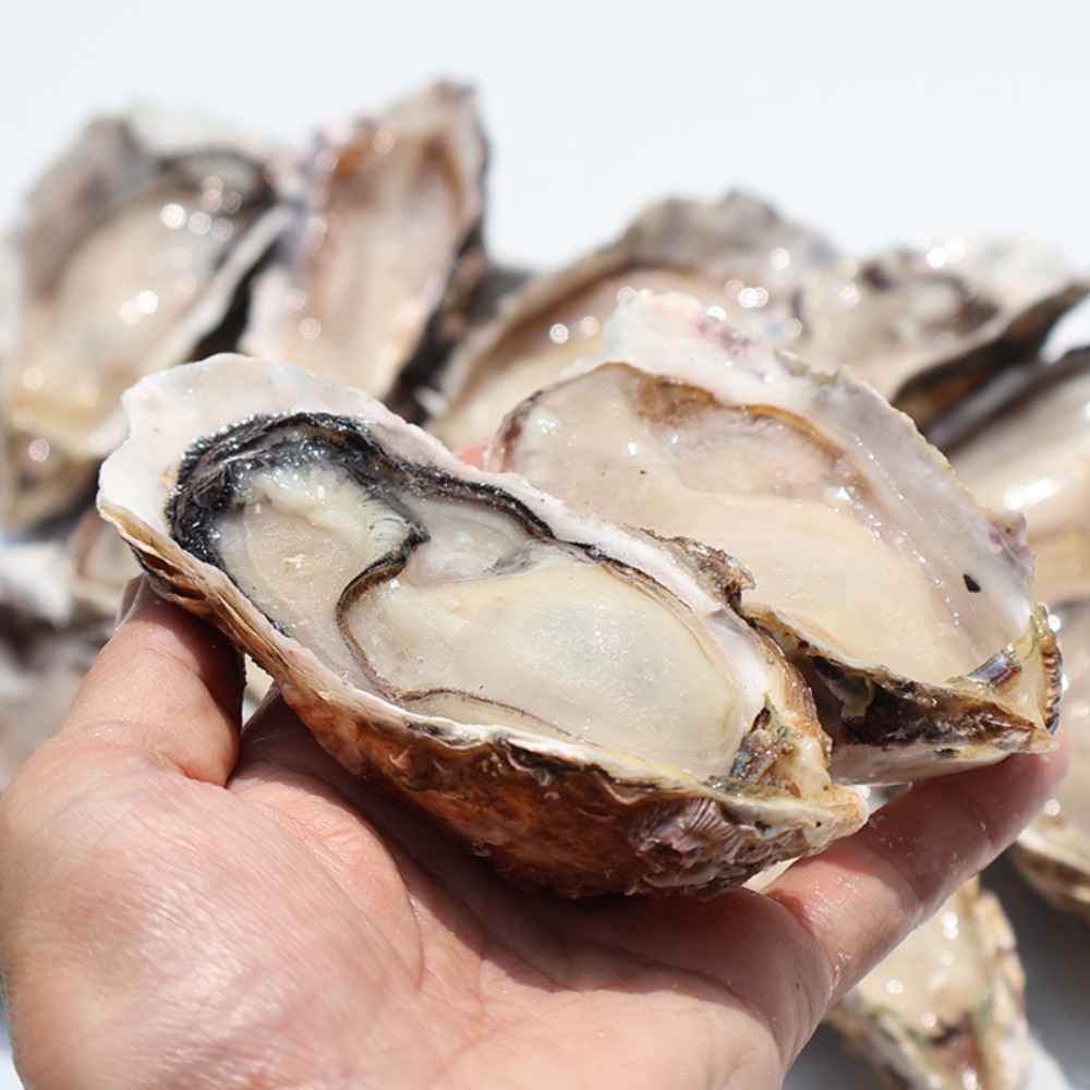 �y�����ʁz�Ⓚ�@���y�n�[�t�V�F���@12��x6�܁@���M�p�@�؍�