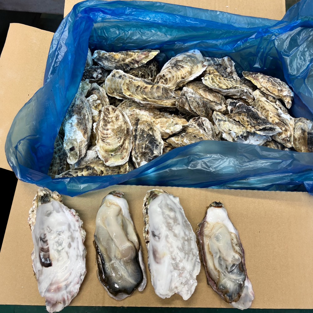 生食用　牡蠣冷凍　80/100　10kg　100〜125個　宮城県　殻付き
