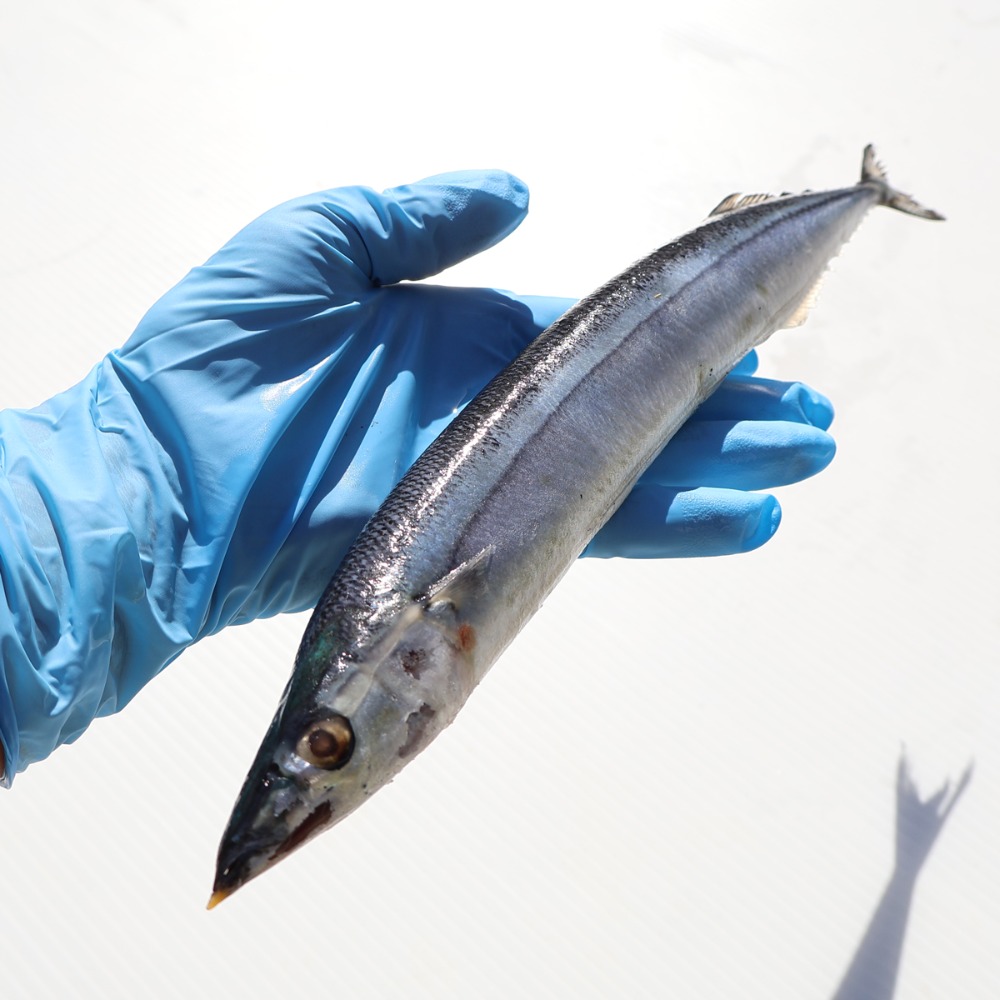 冷凍　生食可　さんま　100-130g/尾　岩手県　4尾x10袋　秋刀魚