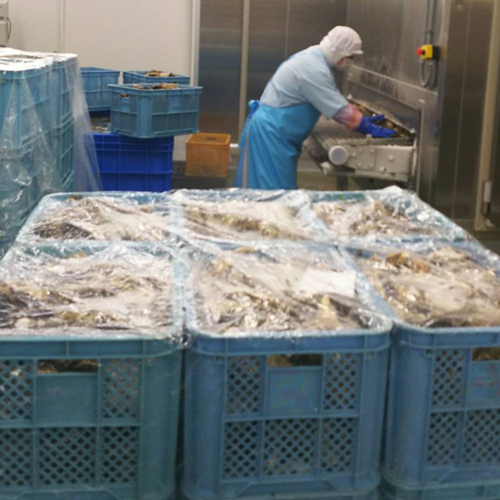 生食用　牡蠣冷凍　80/100　10kg　100〜125個　宮城県　殻付き