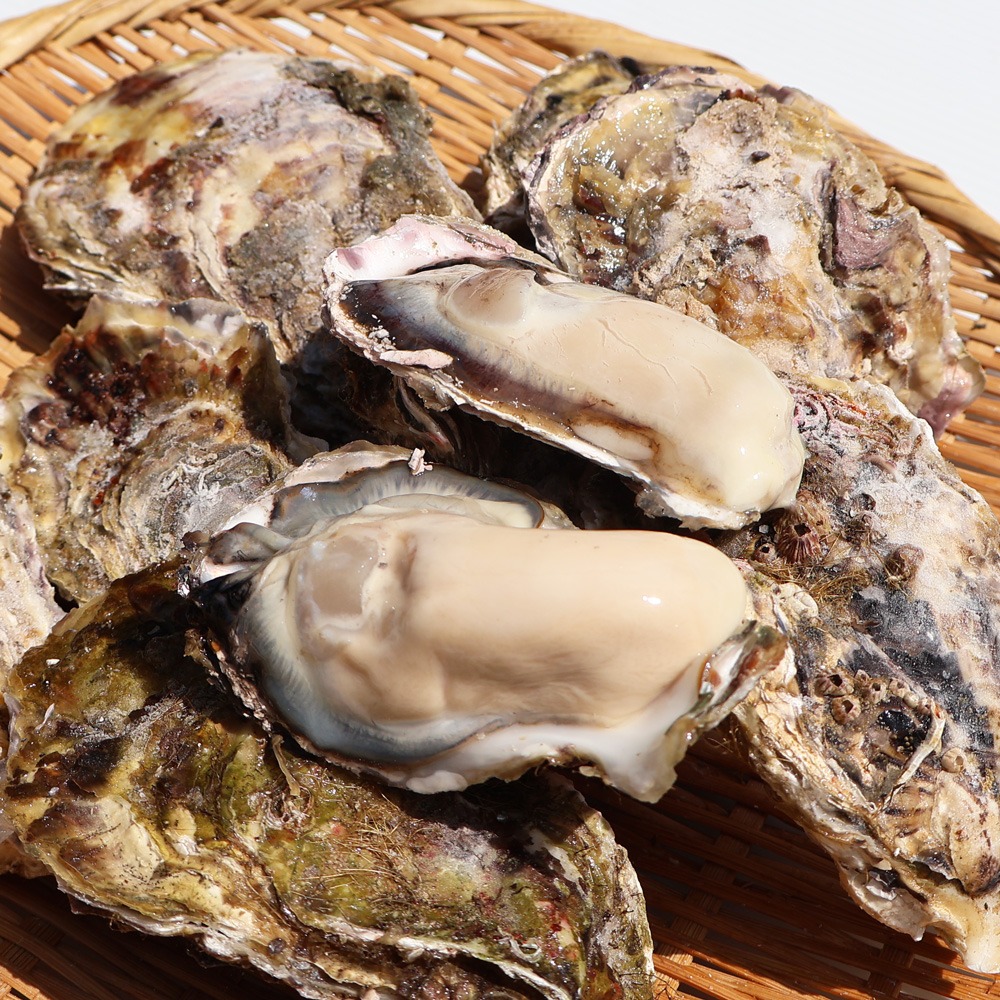 生食用　牡蠣冷凍　12kg　80/150g　宮城県　殻付き