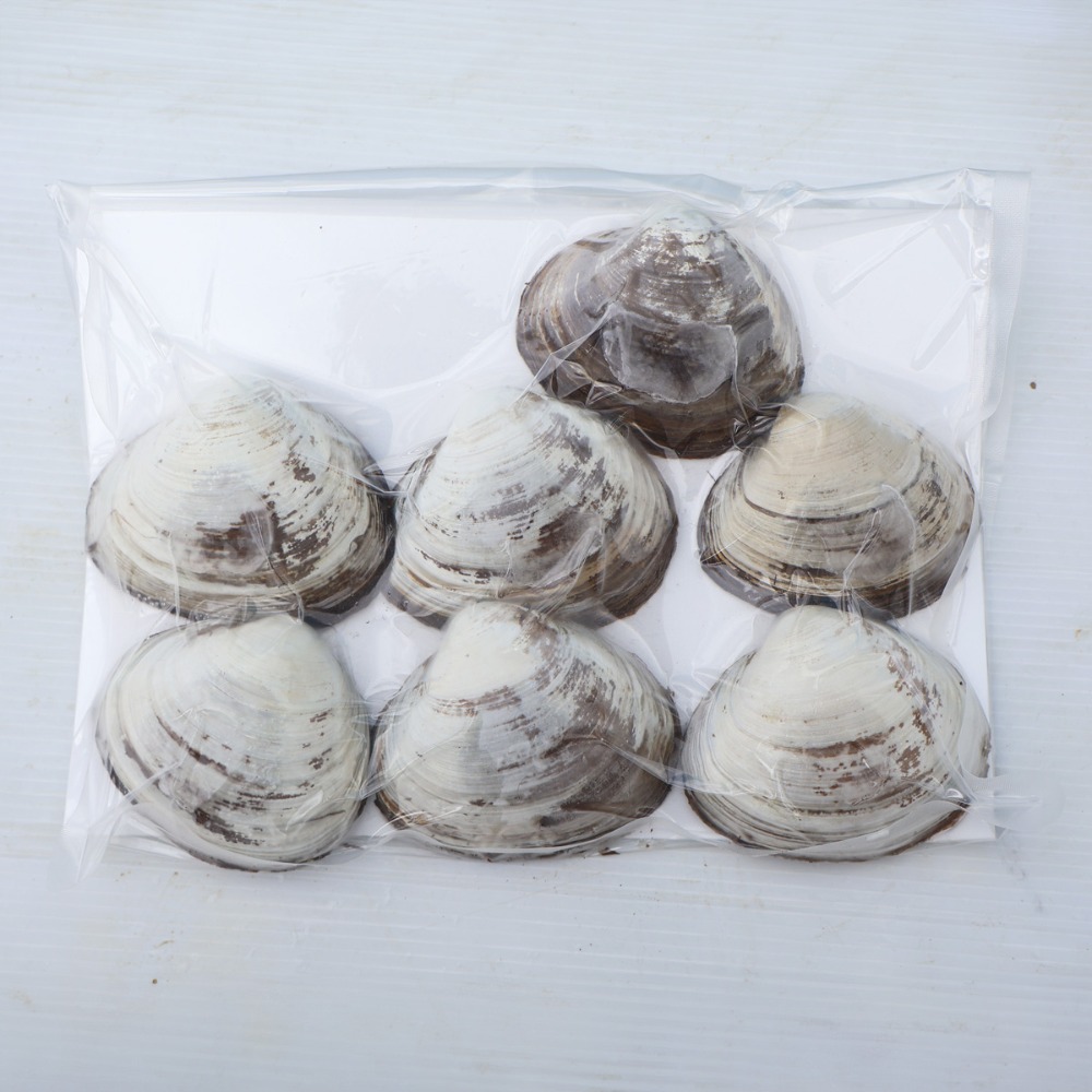 生食可　ホッキ貝　内臓除去済　7-9個入x6　青森県　冷凍　片貝