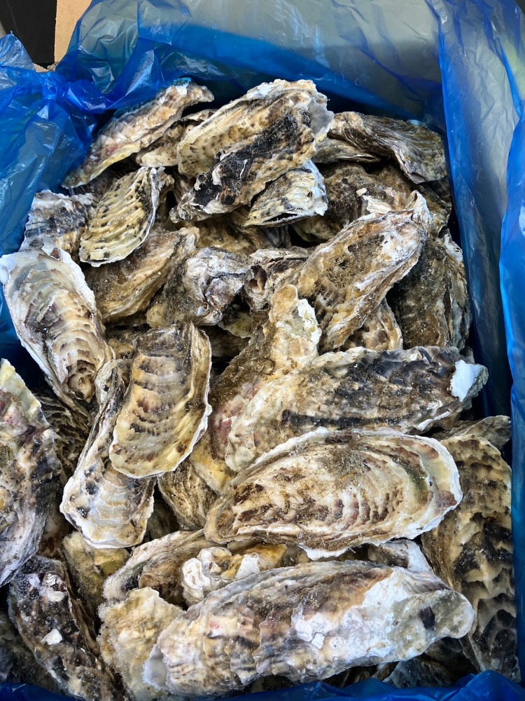 生食用　牡蠣冷凍　80/100　10kg　100〜125個　宮城県　殻付き