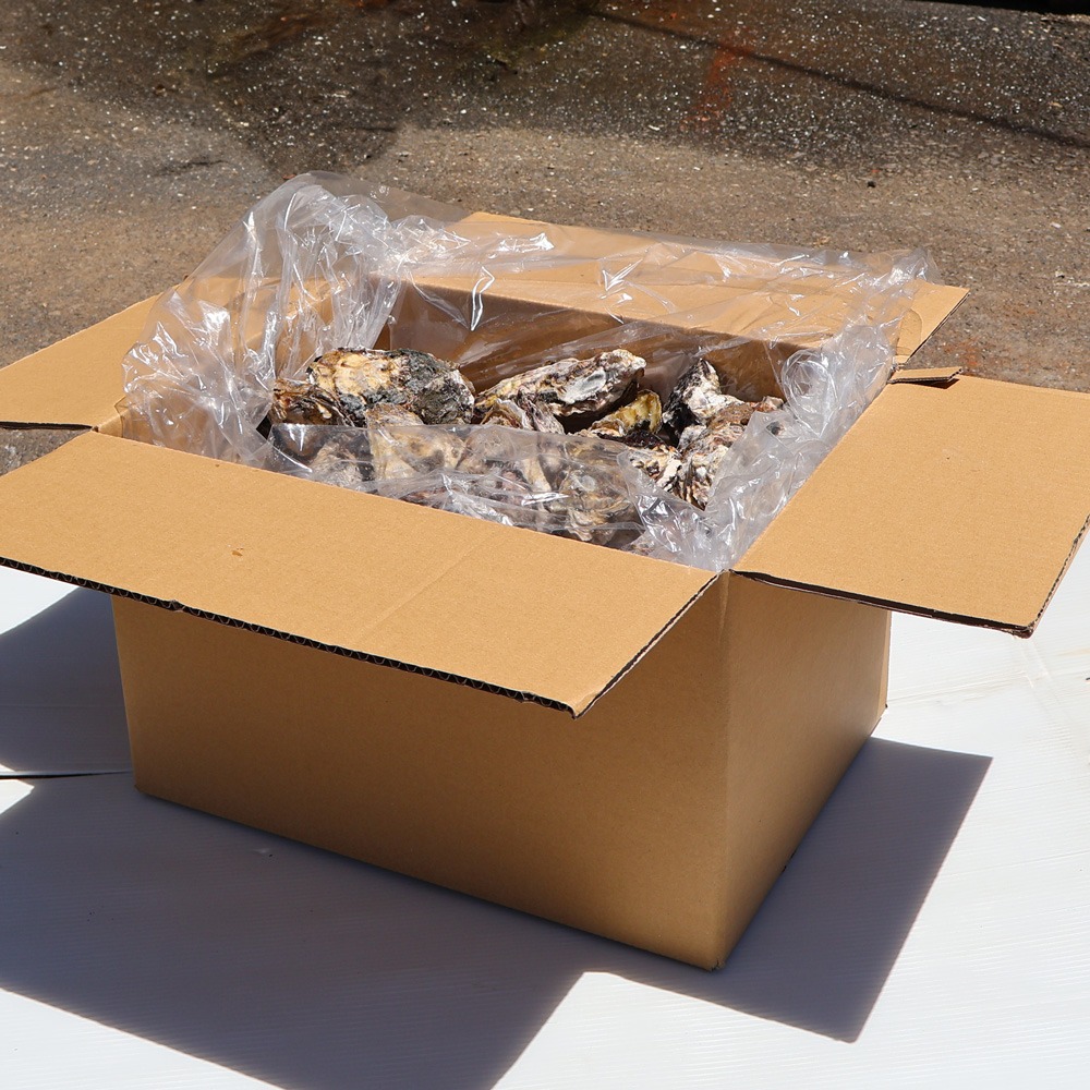 生食用　牡蠣冷凍　12kg　80/150g　宮城県　殻付き
