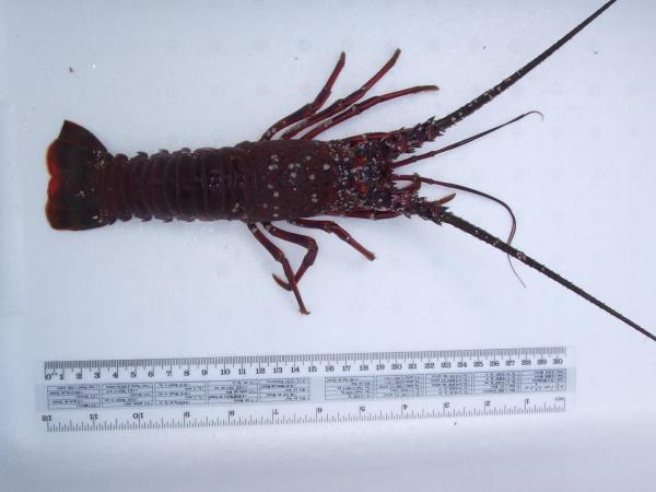 千葉県産　天然活伊勢海老200g前後