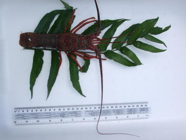 千葉県産　天然活伊勢海老　150g前後