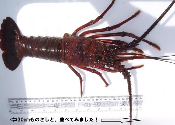 千葉県産　天然活伊勢海老　350g前後