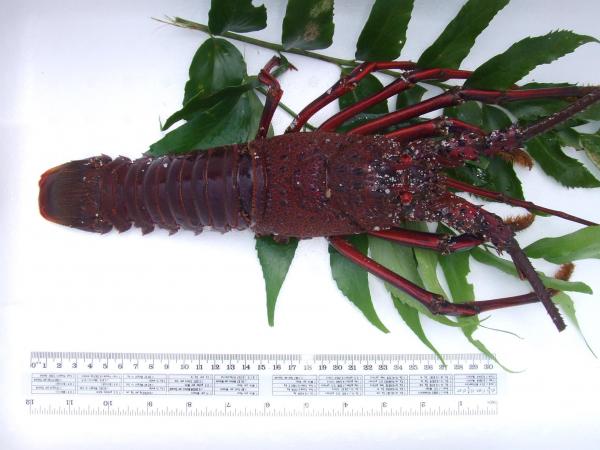 千葉県産　天然活伊勢海老　500g前後