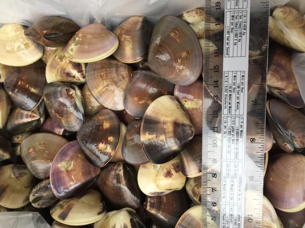 ☆千葉県産　（天然）活冷凍はまぐり30/60ｇ　5.0kg