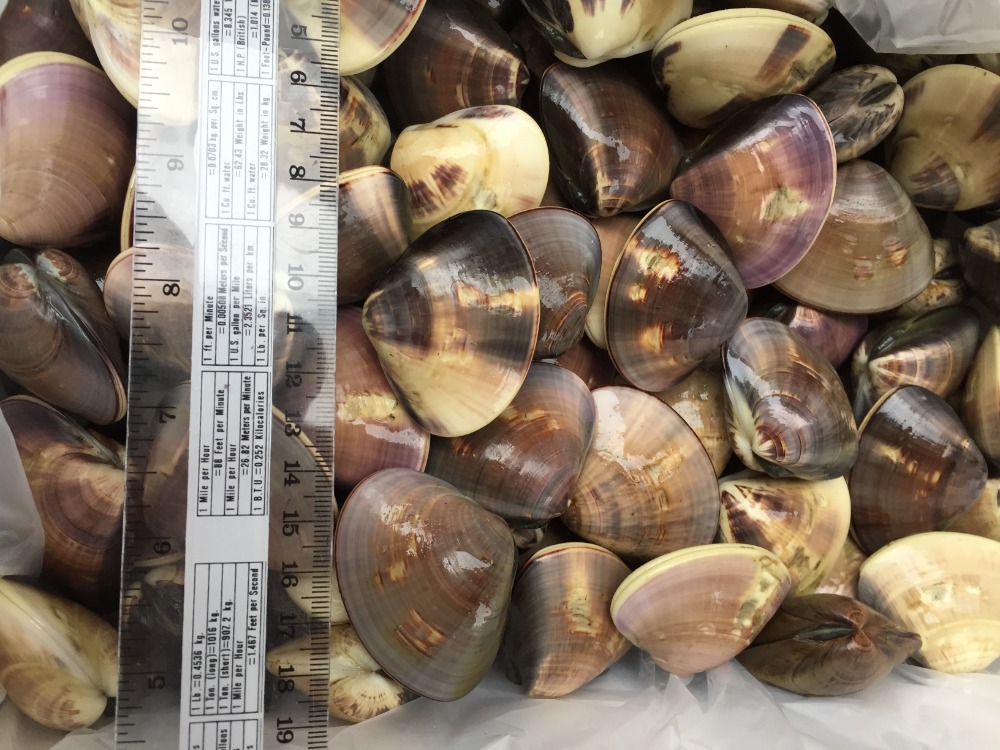 千葉県産天然冷凍はまぐり　60/80g　　15kg