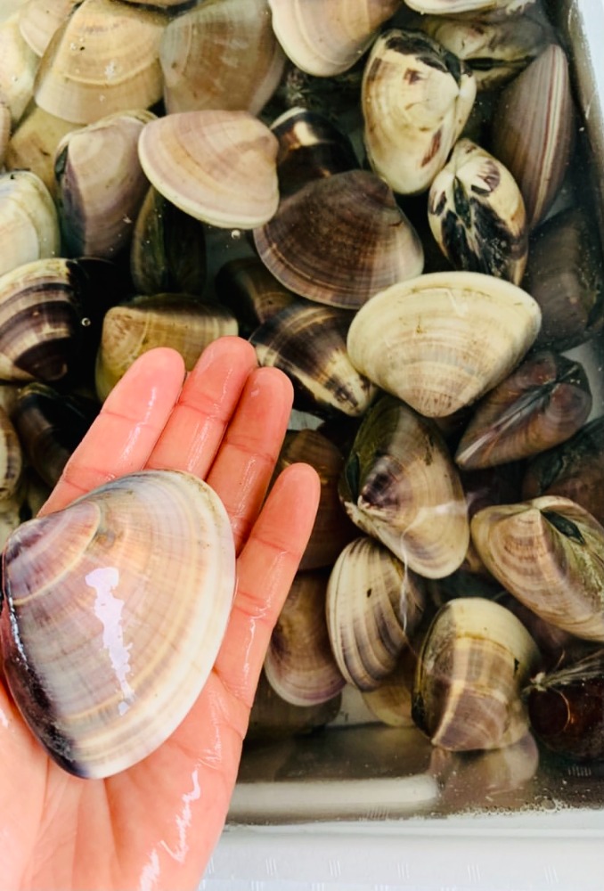 千葉県産天然冷凍はまぐり　60/80g　　５kg