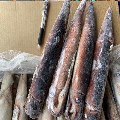 船凍スルメイカIQF　２６−３０入　刺身　可能　　100サイズ