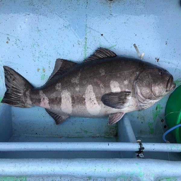 冷凍アブラボウズ(セミとり)　5ー10kg　　120サイズ