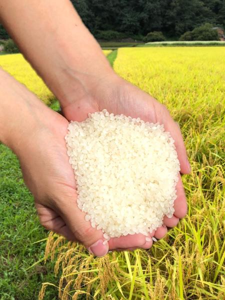 �y�����ʁz���쌧�Y�A�L�^�R�}�`�@�u�����h�ā@30kg��������s��