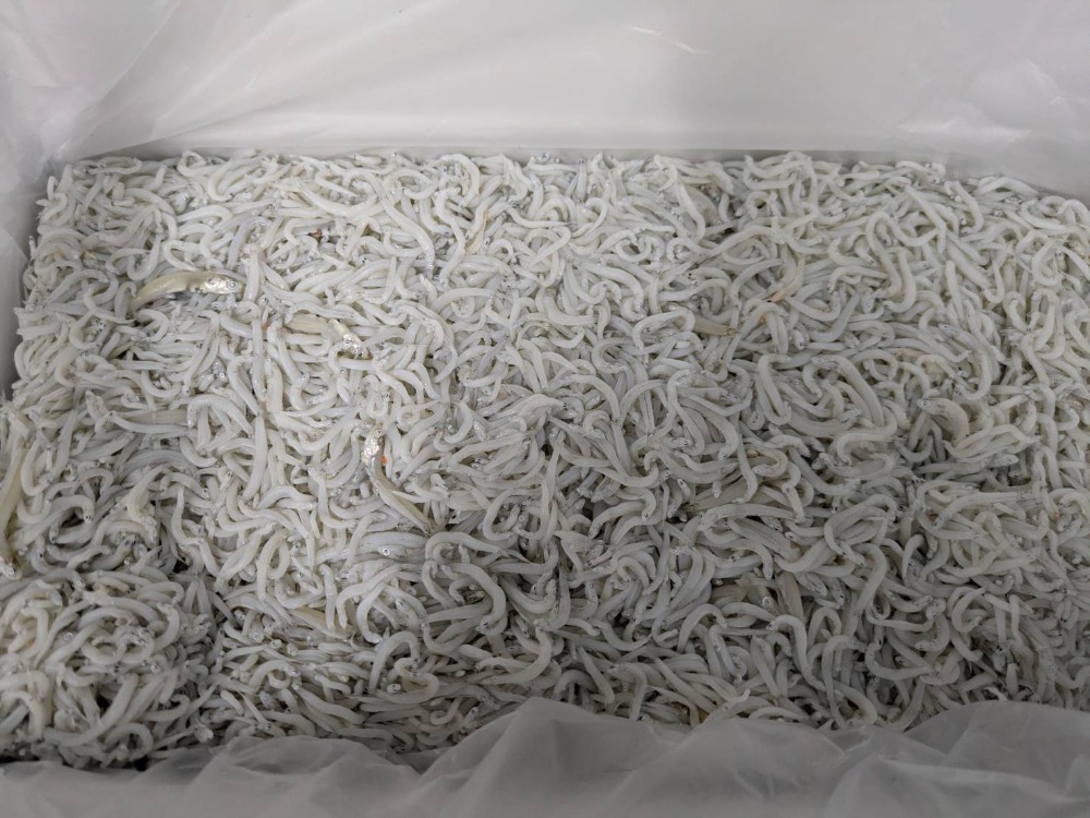 釜揚げしらす　愛知県産2kg