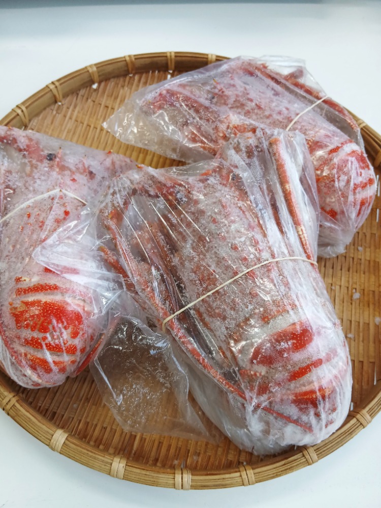 ボイルロブスター10尾トリスタン島産