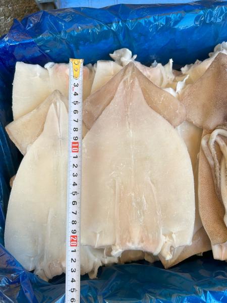 バラ凍結】開きいか 下足付き 7キロ30枚（約23cm/230g）