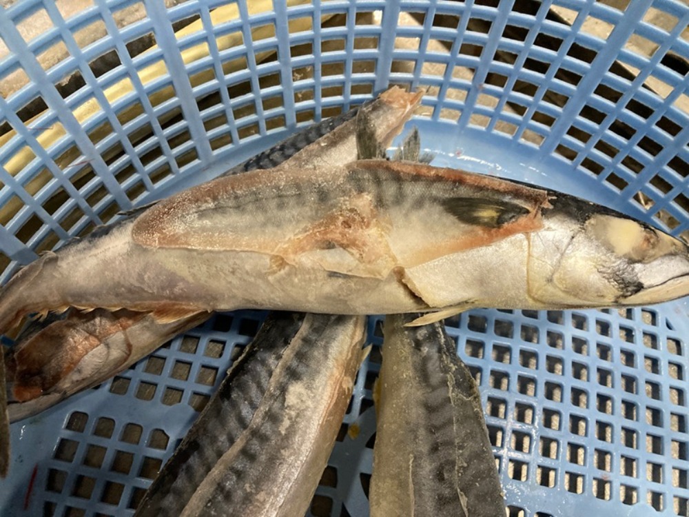 冷凍鯖　300/400g　8kg　ノルウェー産　キズ品　【在庫限り】