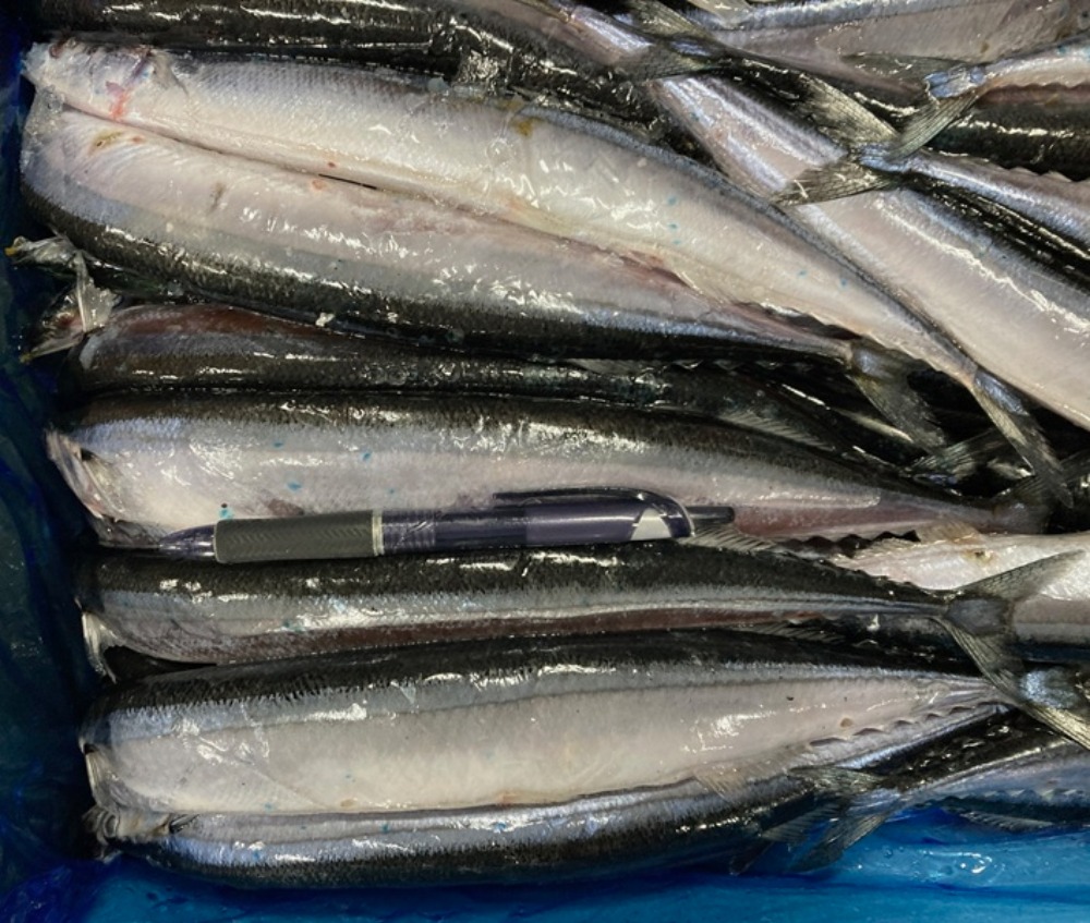 【25年新物】宮城県産冷凍さんま　10kg　80尾サイズ　約125g　