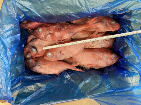 【八戸港水揚げ】金目鯛ラウンド　20尾　8kg　キンメダイ