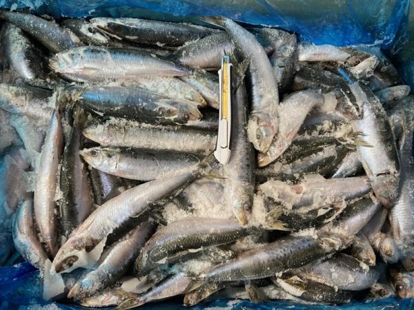 【大型いわし】北海道産　冷凍いわし　100gUP　15kg