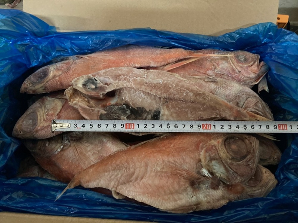 金目鯛一夜干し　5kg36-40枚　センターカット　青森県産