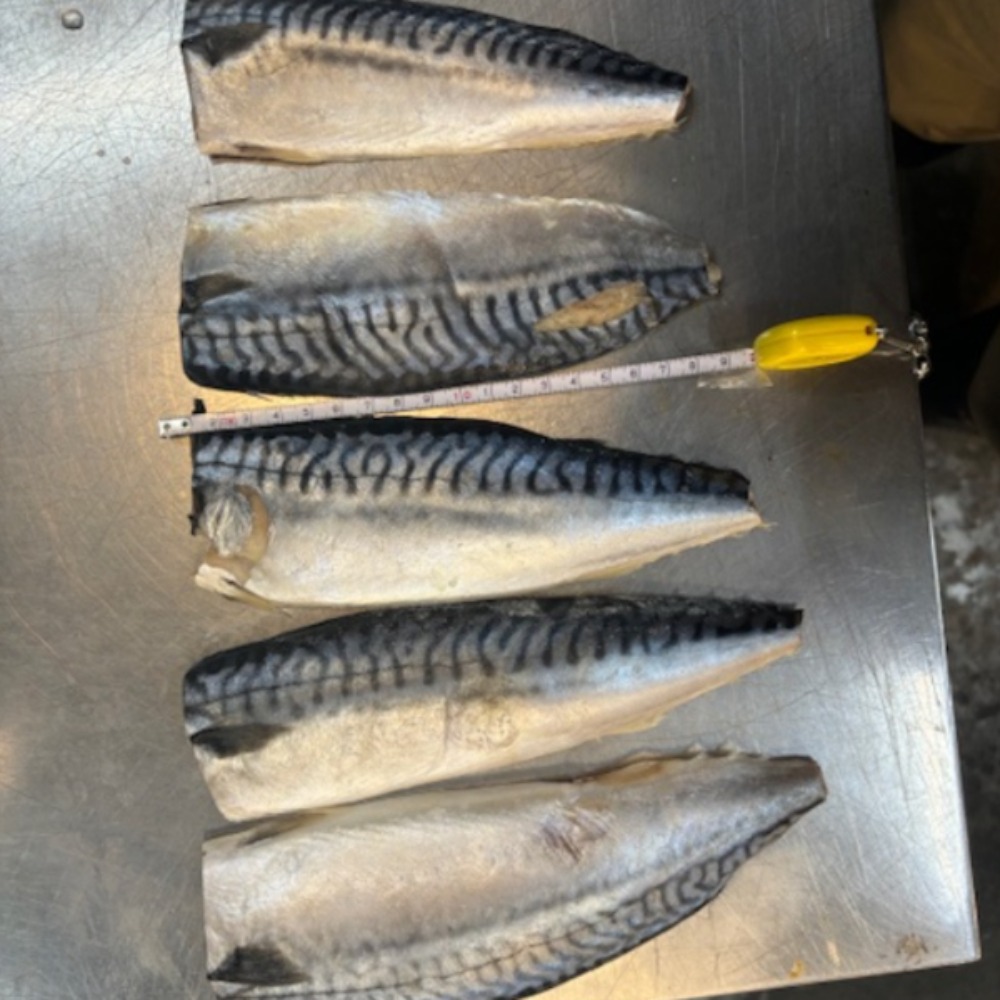 塩さばセンターカット　訳アリ(ノルウェー産)