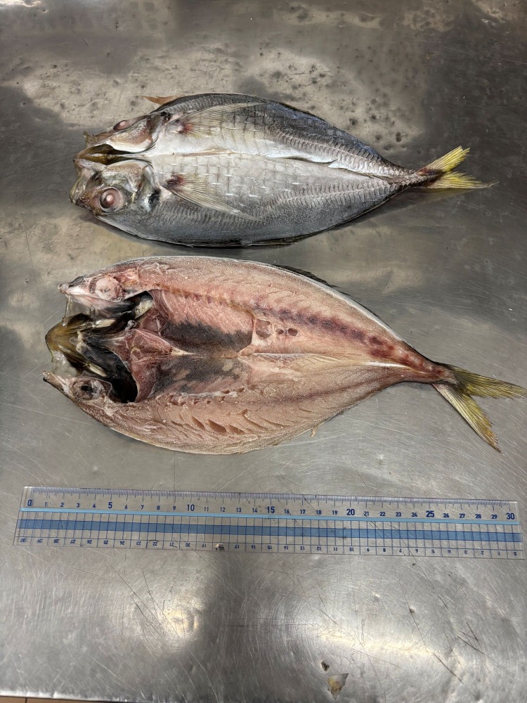 国産大あじ開き（干物・ひもの）250ｇ20枚入