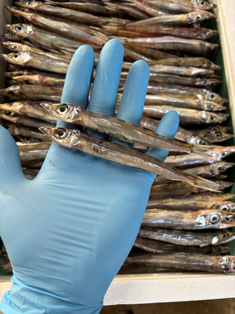 三重県産にぎす丸干し小サイズ(干物・小魚・丸干し）3ｋ入り