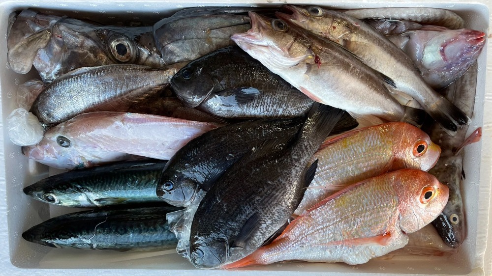 【鮮度抜群】丹後宮津港直送　鮮魚セット　刺身可　　約7~8k入