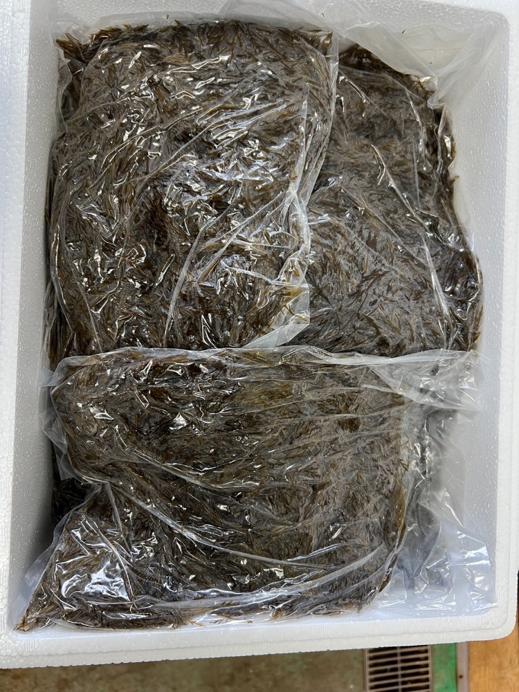 京都府産　アカモク　ギバサ　1袋300g　4.5ｋ入