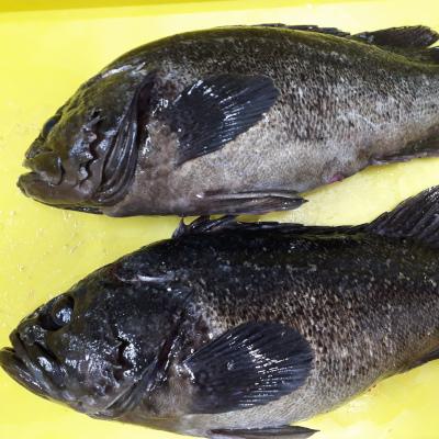 今うま‼　北海のつわもの　（小）黒ソイ
