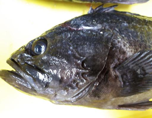 今うま‼　北海のつわもの　(大)黒ソイ